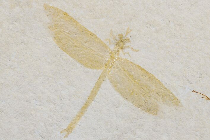 Fossil Dragonfly (Tharsophlebia?) - Solnhofen Limestone #175098